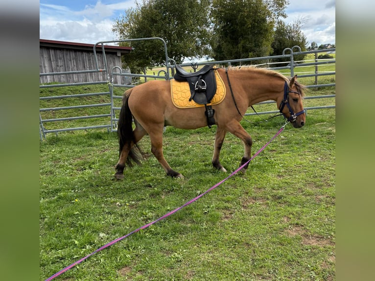 Fjord Horses Mix Gelding 13 years 13,3 hh Dun in Schuld
