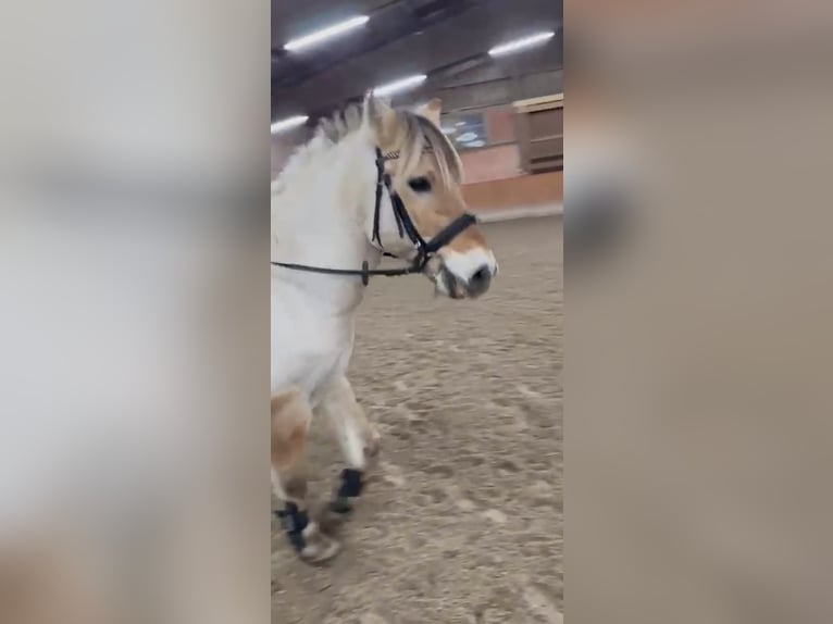 Fjord Horses Gelding 13 years 14,1 hh Buckskin in Grömitz