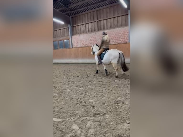 Fjord Horses Gelding 13 years 14,1 hh Buckskin in Grömitz