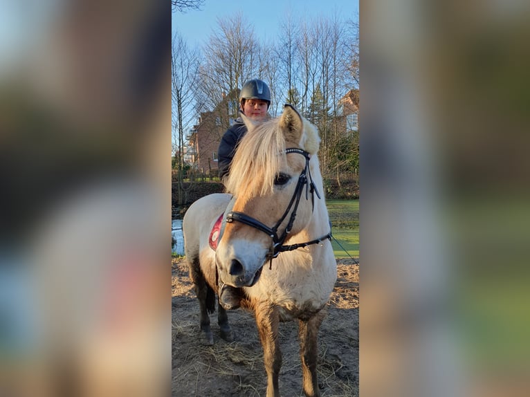 Fjord Horses Gelding 13 years 14 hh Buckskin in Timmendorfer Strand