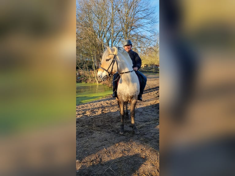 Fjord Horses Gelding 13 years 14 hh Buckskin in Timmendorfer Strand