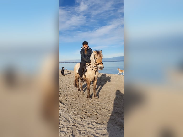 Fjord Horses Gelding 13 years 14 hh Buckskin in Timmendorfer Strand