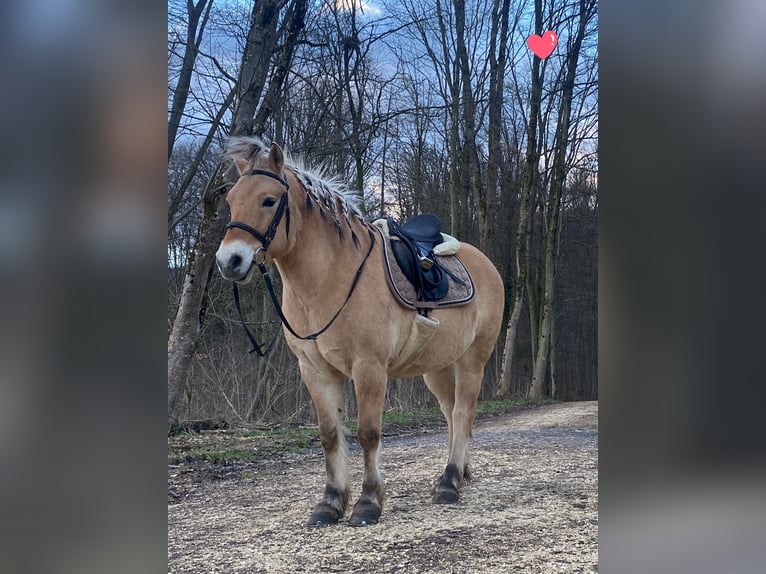 Fjord Horses Gelding 13 years 14 hh in D&#xFC;rnau