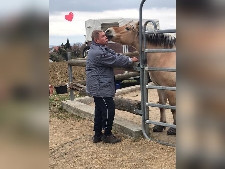 Fjord Horses Gelding 13 years 14 hh in D&#xFC;rnau