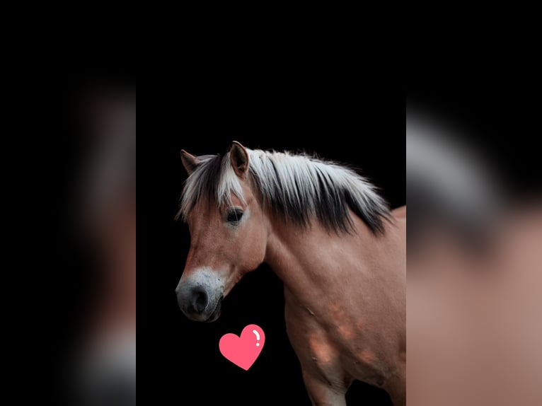 Fjord Horses Gelding 13 years 14 hh in D&#xFC;rnau