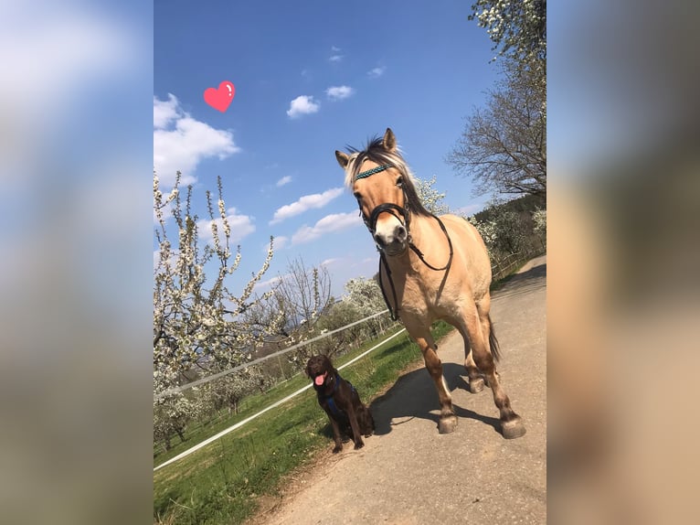 Fjord Horses Gelding 13 years 14 hh in D&#xFC;rnau