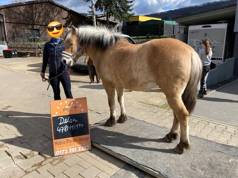 Fjord Horses Gelding 13 years 14 hh in D&#xFC;rnau