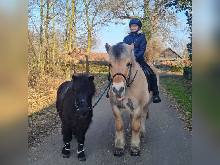 Fjord Horses Gelding 14 years 13.3 hh Dun in Bramsche