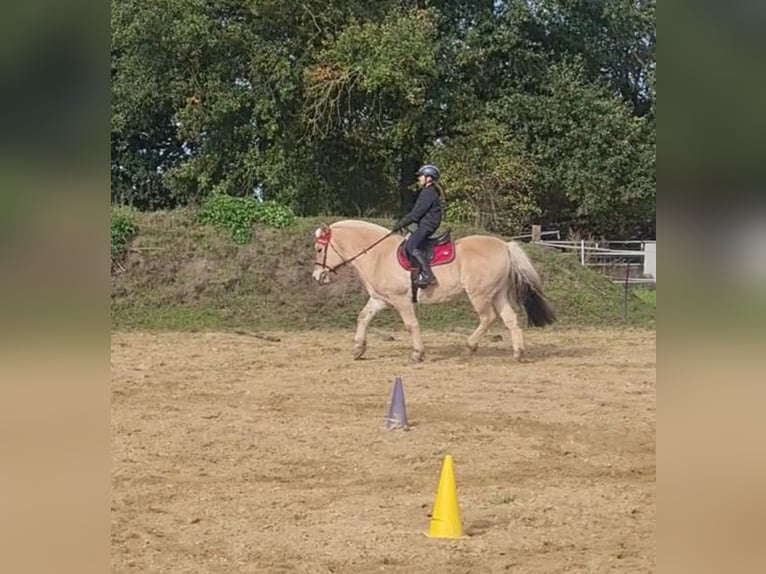 Fjord Horses Gelding 14 years 13.3 hh Dun in Bramsche