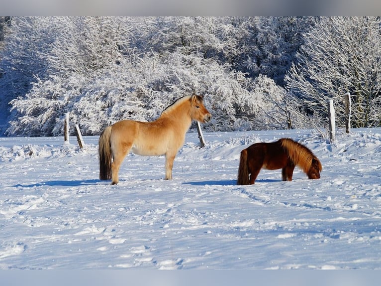 Fjord Horses Gelding 14 years 14.1 hh Dun in Remscheid
