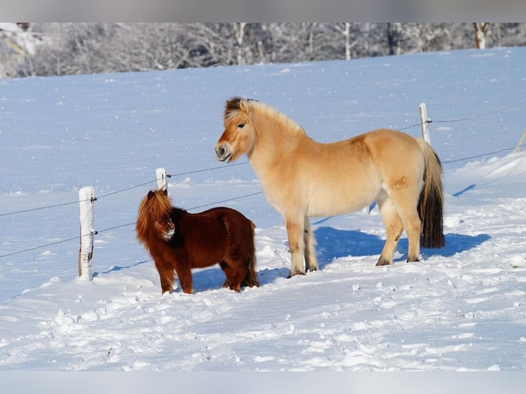 Fjord Horses Gelding 14 years 14.1 hh Dun in Remscheid