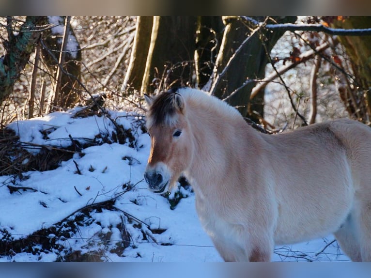 Fjord Horses Gelding 14 years 14.1 hh Dun in Remscheid