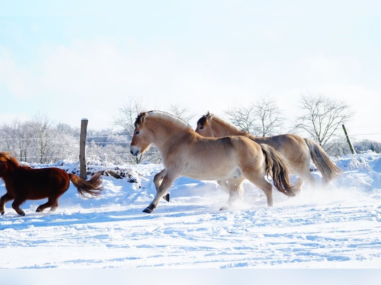 Fjord Horses Gelding 14 years 14.1 hh Dun in Remscheid