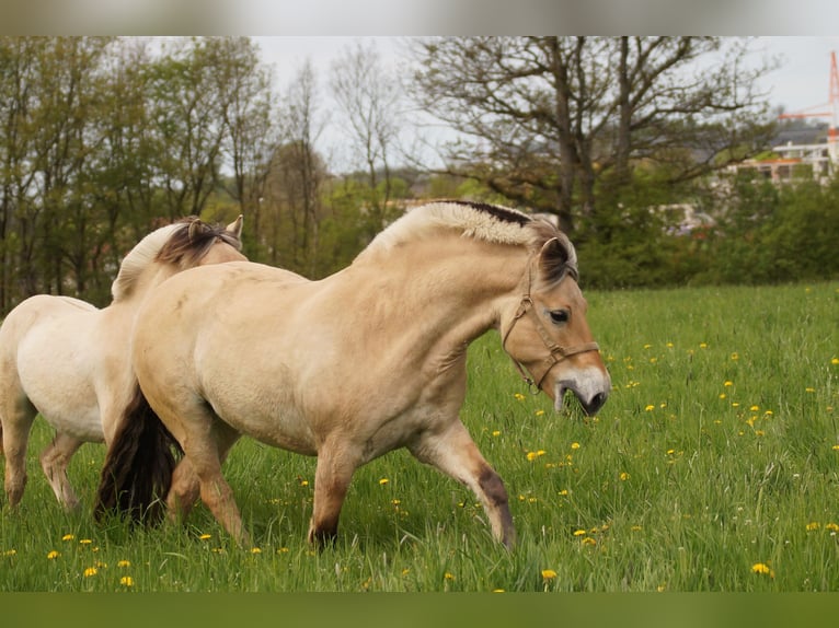 Fjord Horses Gelding 14 years 14.1 hh Dun in Remscheid