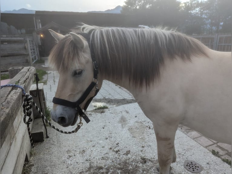 Fjord Horses Gelding 14 years 14,1 hh Dun in Kematen in Tirol