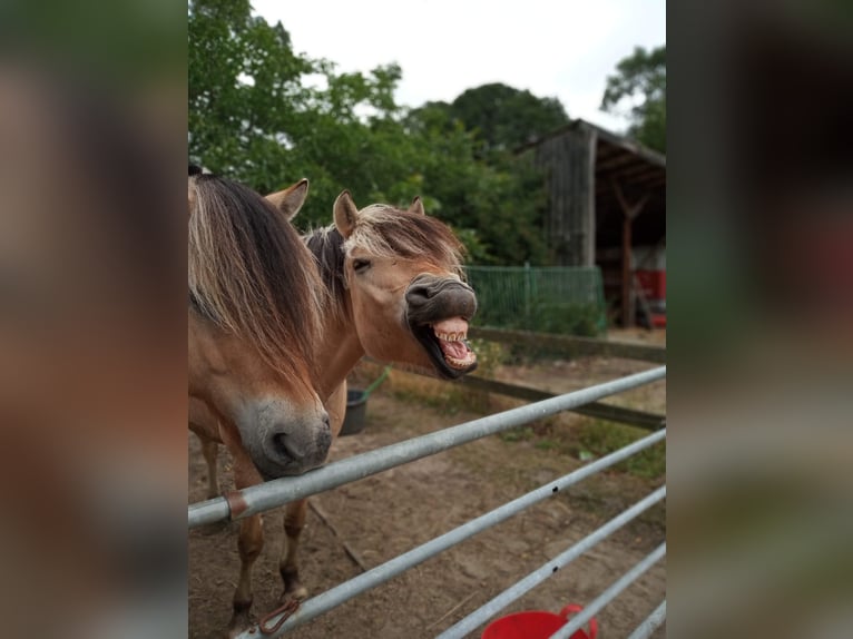 Fjord Horses Gelding 14 years 14.3 hh Dun in Rahden