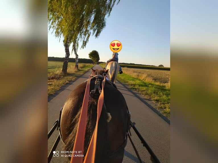 Fjord Horses Gelding 14 years 14.3 hh Dun in Rahden