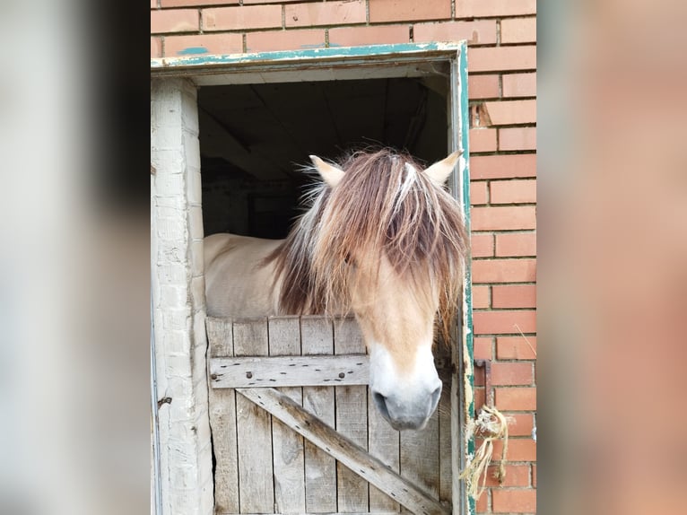 Fjord Horses Gelding 14 years 14.3 hh Dun in Rahden