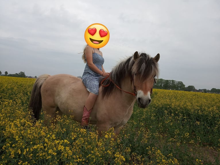 Fjord Horses Gelding 14 years 14.3 hh Dun in Rahden