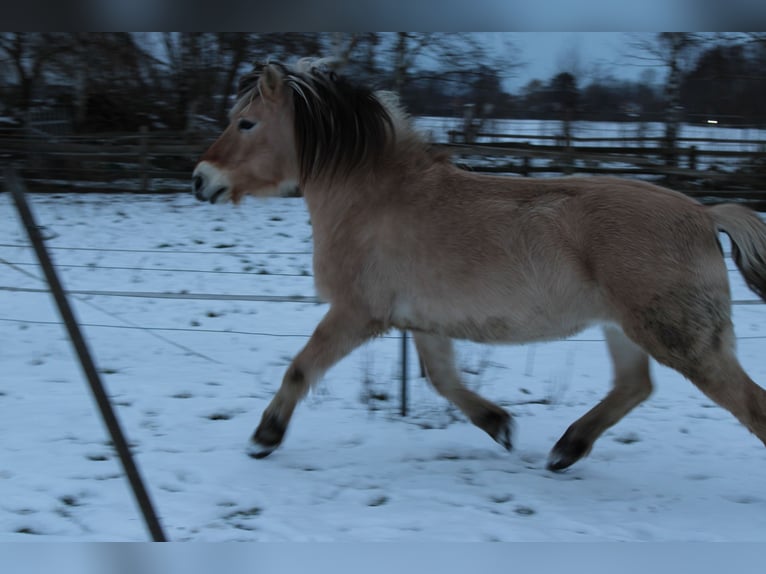 Fjord Horses Gelding 14 years 14.3 hh Dun in Rahden