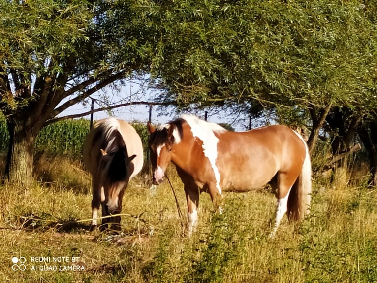 Fjord Horses Gelding 14 years 14.3 hh Dun in Rahden