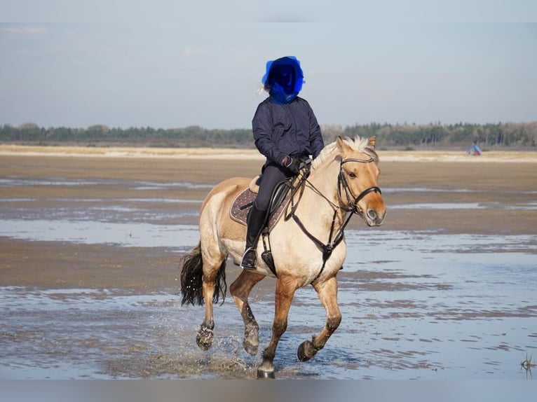 Fjord Horses Gelding 14 years 14,1 hh Dun in Pinneberg