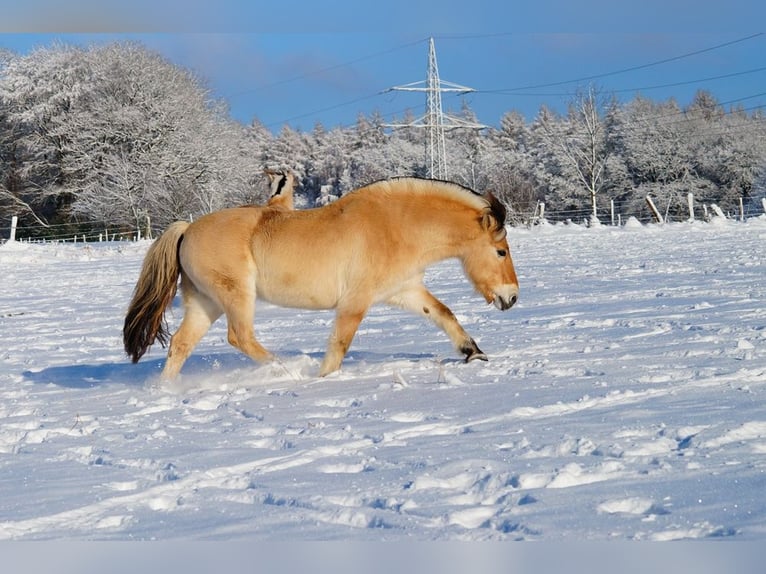 Fjord Horses Gelding 14 years 14,1 hh Dun in Remscheid