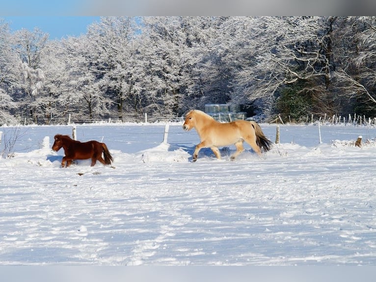 Fjord Horses Gelding 14 years 14,1 hh Dun in Remscheid