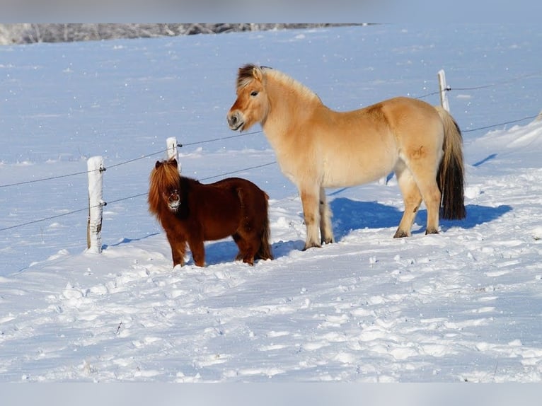 Fjord Horses Gelding 14 years 14,1 hh Dun in Remscheid