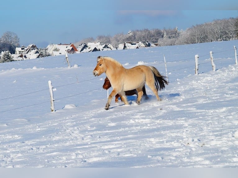 Fjord Horses Gelding 14 years 14,1 hh Dun in Remscheid