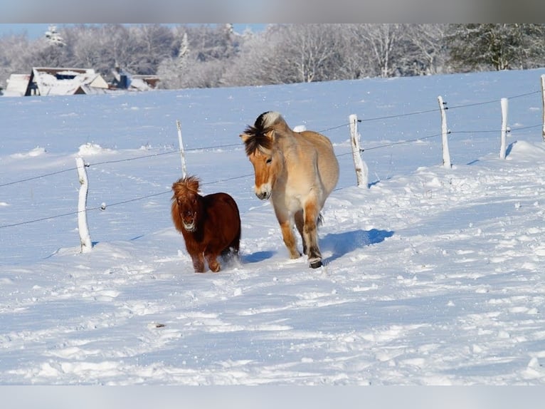 Fjord Horses Gelding 14 years 14,1 hh Dun in Remscheid