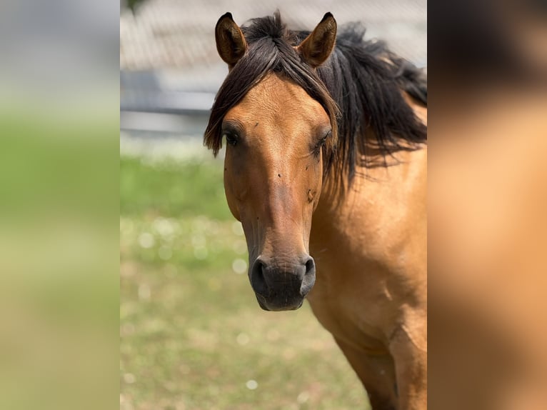 Fjord Horses Mix Gelding 14 years 14,2 hh Dun in Villmar