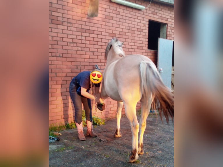 Fjord Horses Gelding 14 years 14,3 hh Dun in Rahden