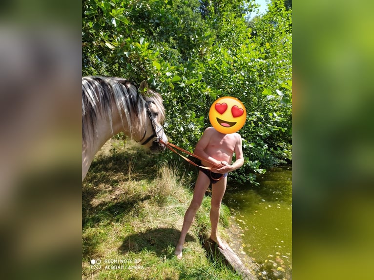Fjord Horses Gelding 14 years 14,3 hh Dun in Rahden