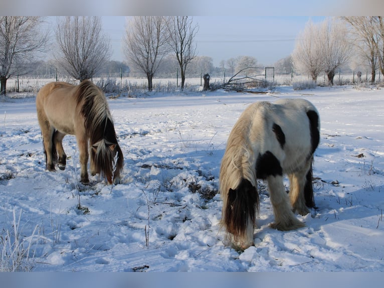 Fjord Horses Gelding 14 years 14,3 hh Dun in Rahden