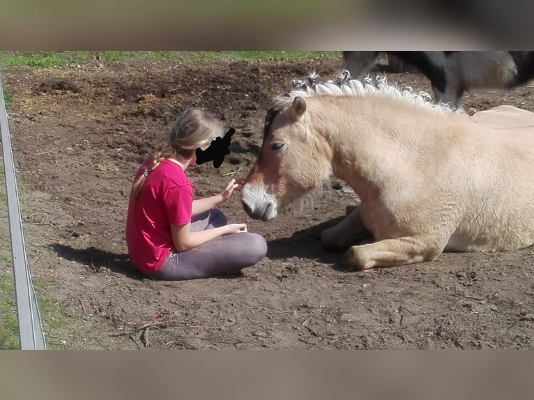 Fjord Horses Gelding 14 years 14,3 hh Dun in Rahden