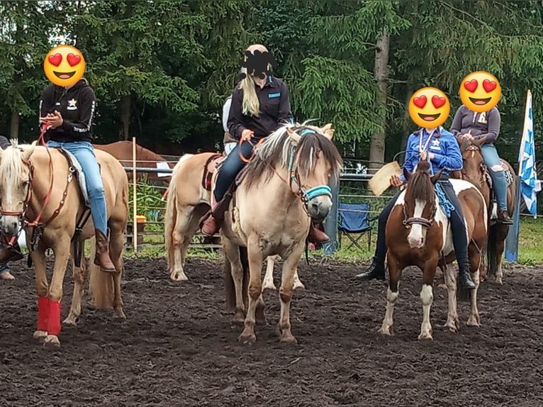 Fjord Horses Gelding 14 years 14,3 hh Dun in Rahden