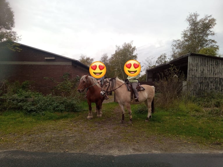Fjord Horses Gelding 14 years 14,3 hh Dun in Rahden