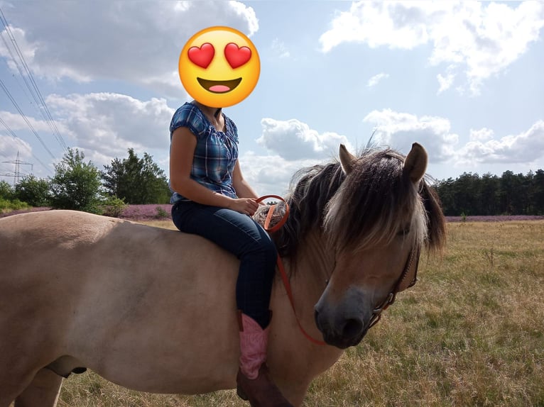 Fjord Horses Gelding 14 years 14,3 hh Dun in Rahden