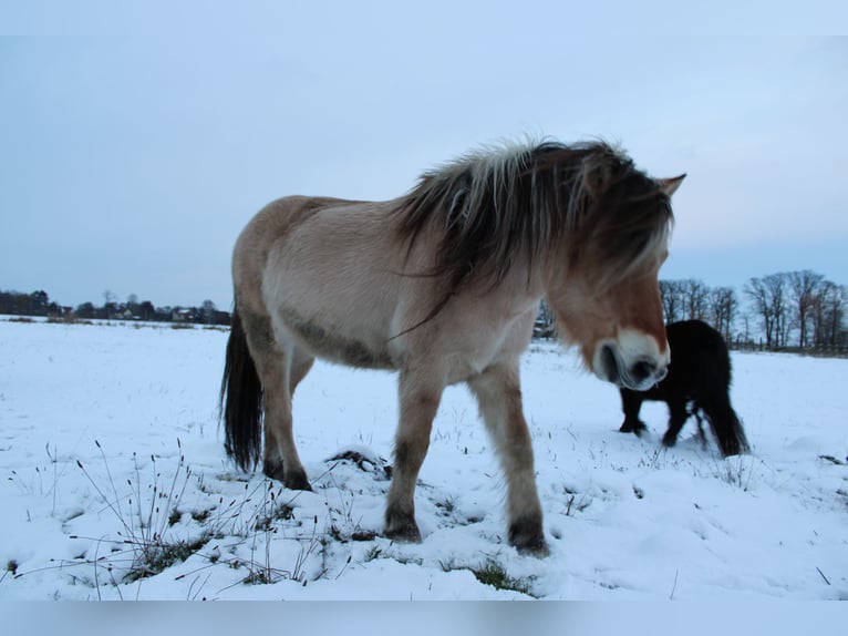 Fjord Horses Gelding 14 years 14,3 hh Dun in Rahden