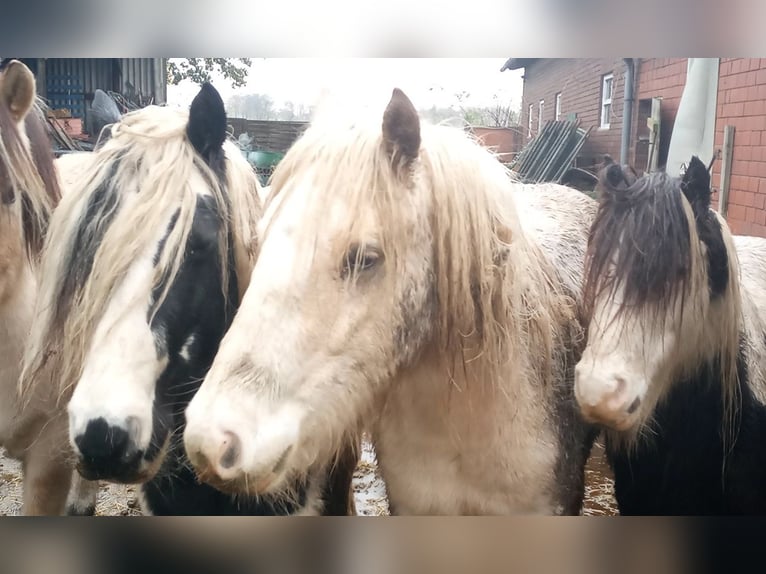 Fjord Horses Gelding 14 years 14,3 hh Dun in Rahden