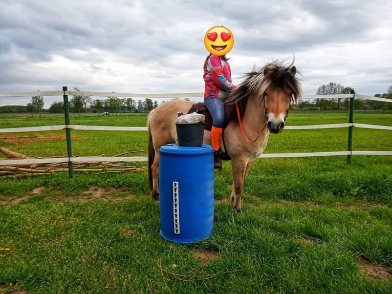 Fjord Horses Gelding 14 years 14,3 hh Dun in Rahden
