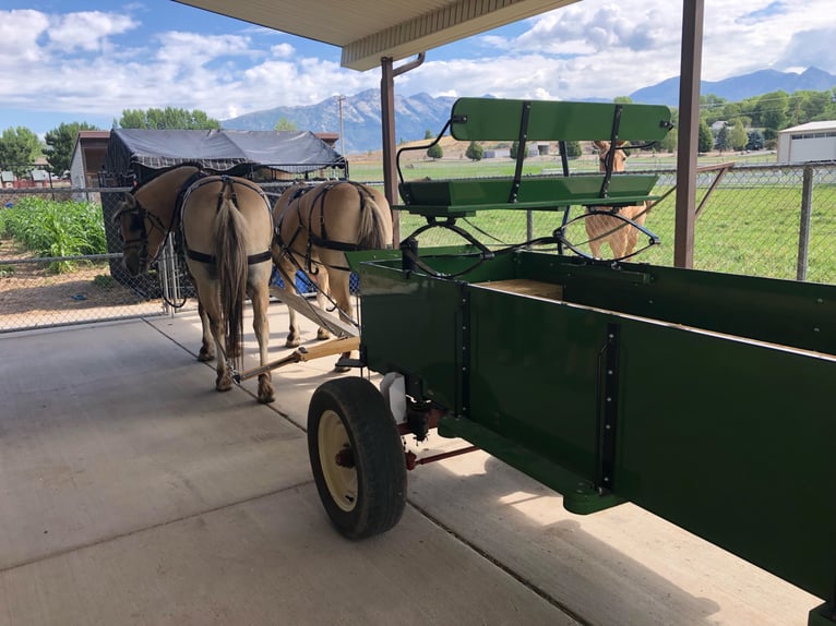 Fjord Horses Gelding 15 years 14,3 hh Buckskin in Lehi UT