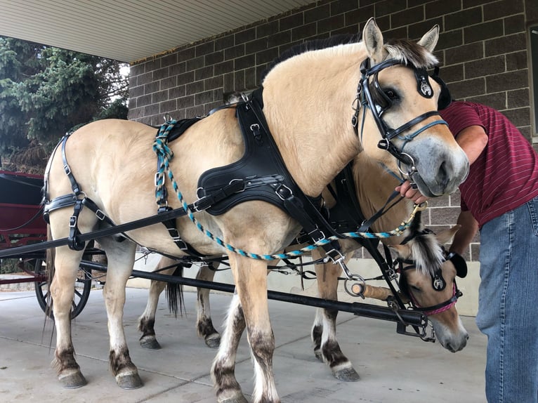 Fjord Horses Gelding 15 years 14,3 hh Buckskin in Lehi UT