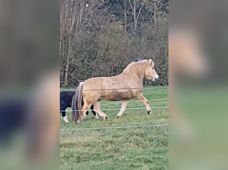 Fjord Horses Gelding 15 years 14 hh Dun in Isny im Allgäu