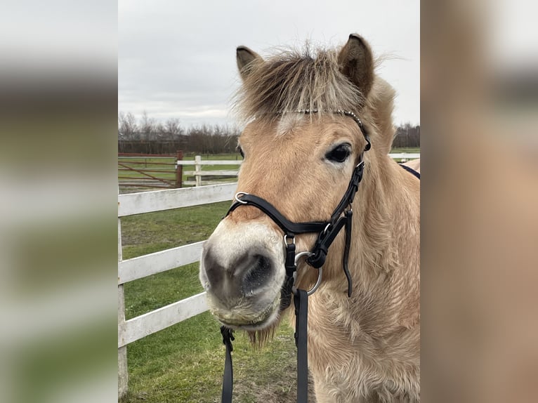 Fjord Horses Gelding 16 years 13,2 hh in Bramstedtlund