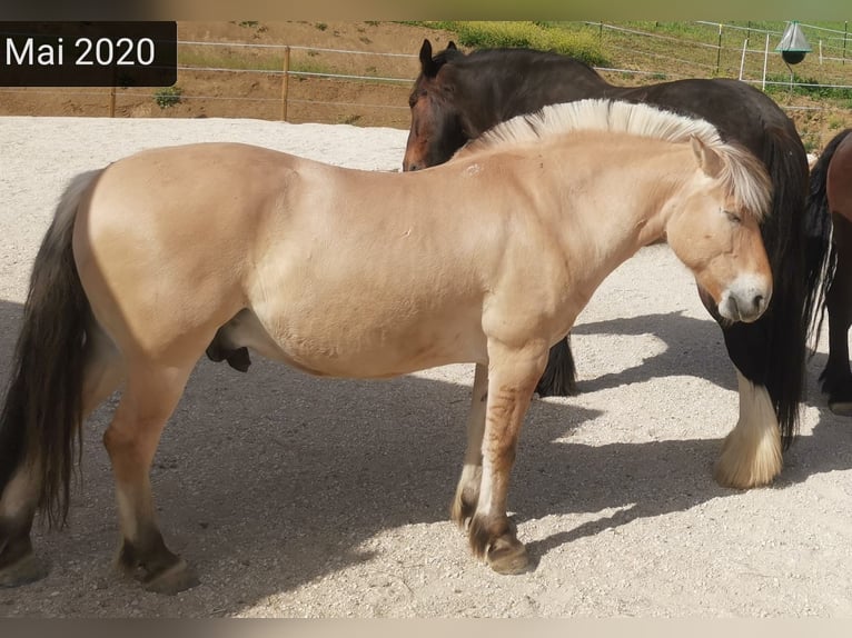 Fjord Horses Gelding 16 years 14 hh Dun in Stiefenhofen