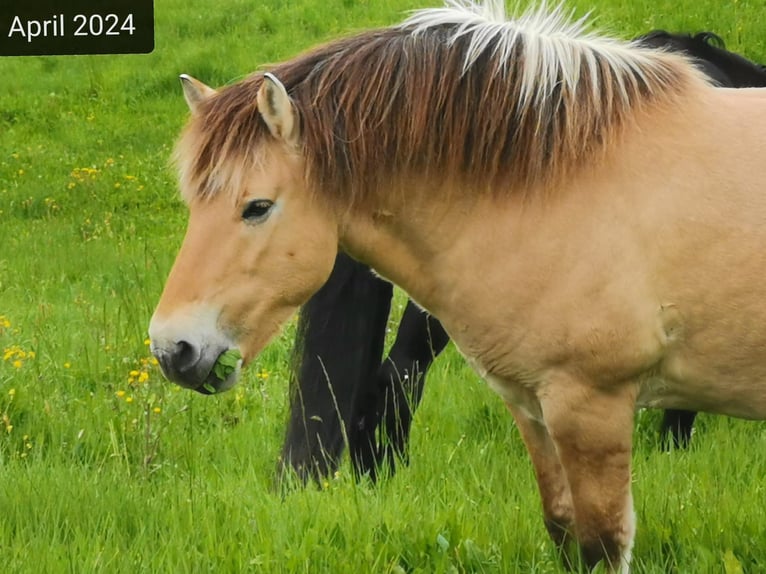 Fjord Horses Gelding 16 years 14 hh Dun in Stiefenhofen