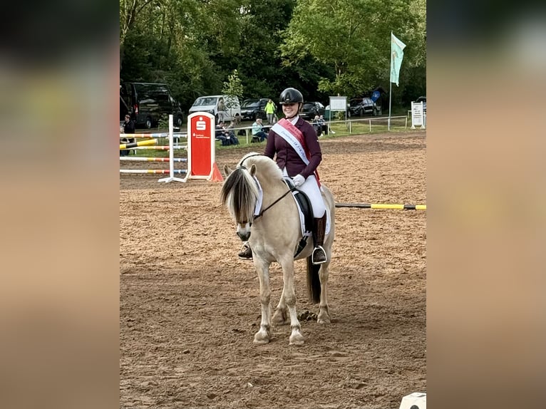 Fjord Horses Gelding 16 years 14,1 hh Dun in Hettstedt