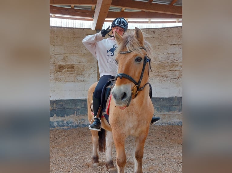 Fjord Horses Gelding 17 years 13,3 hh Dun in Nettelsee